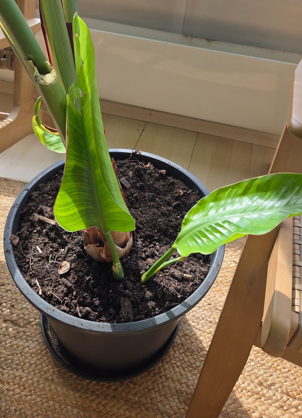 Piante & sementi: Strelitzia nicolai (ca. 90cm) – Usato da Zürich venduto da wile_coyote 8