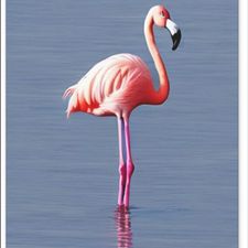Profile image of flamingo2013
