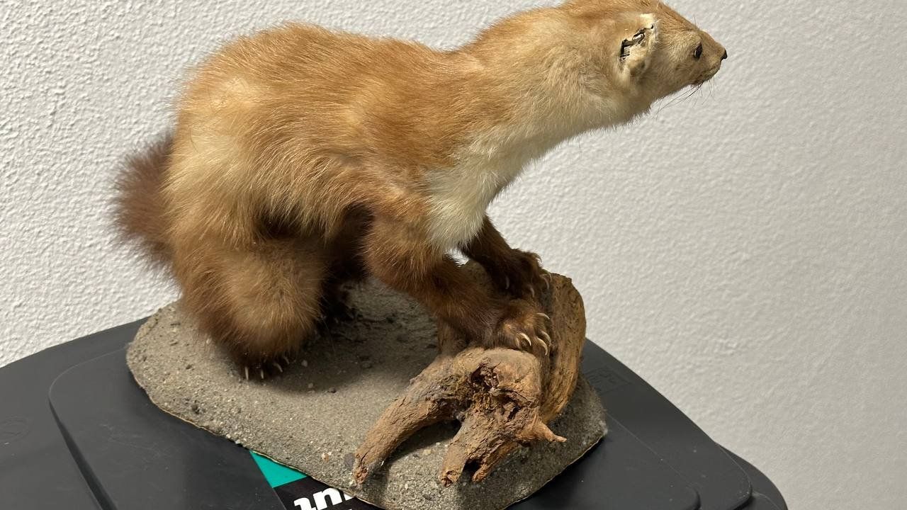 Il mondo degli animali: Ausgestopfter Marder – Usato da Beringen venduto da Mantafisch1 2