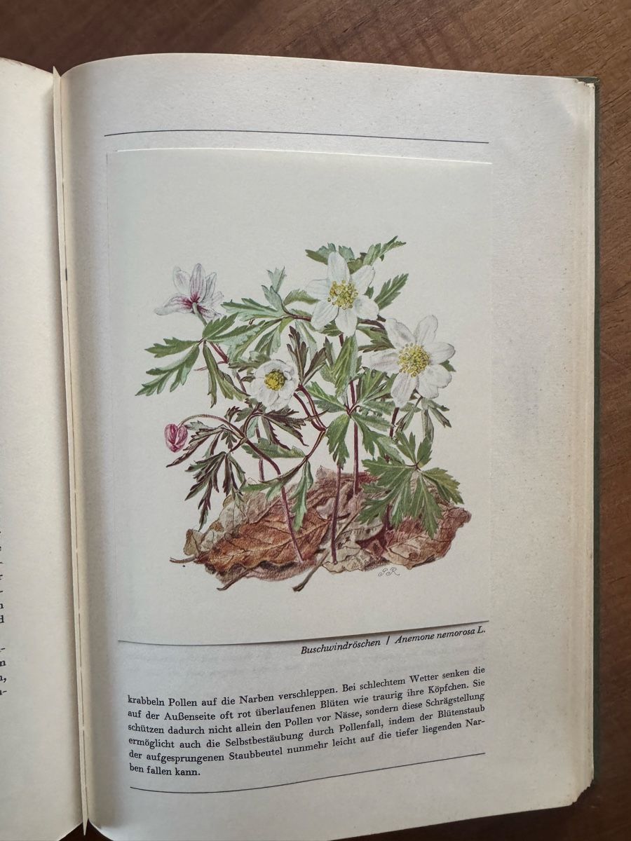 Libri: Hans Meierhofer: Aus unserem Wald - Ein Bilderbuch – Usato da Cham venduto da matap1 4