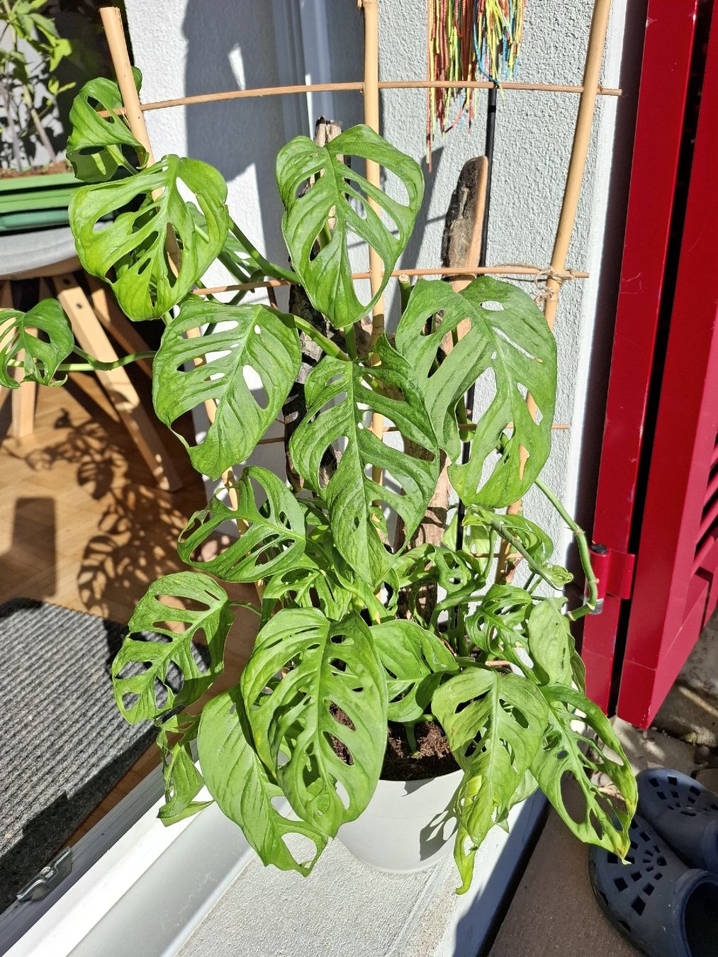 Piante & sementi: Monsterea adansonii – Usato da Zeihen venduto da P_B4