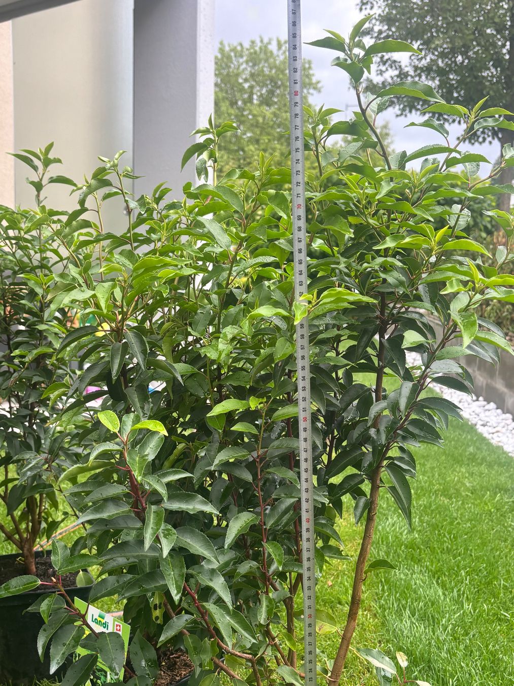 Piante & sementi: Eine Stücke Hecke Pflanze – Nuovo e nell'imballaggio originale da Baar venduto da sop_ysk8 2