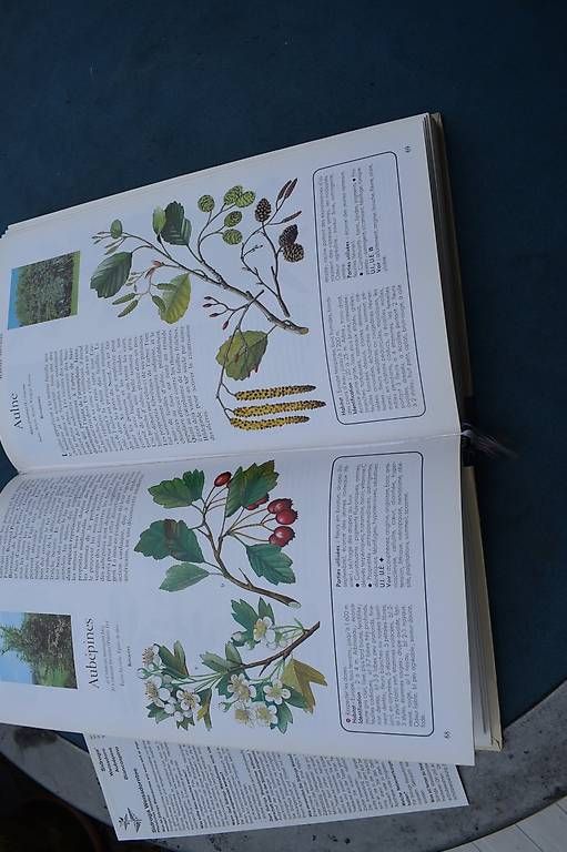 Libri: Planzen Medi Buch – Usato da Brügg BE venduto da Aristotolius 1