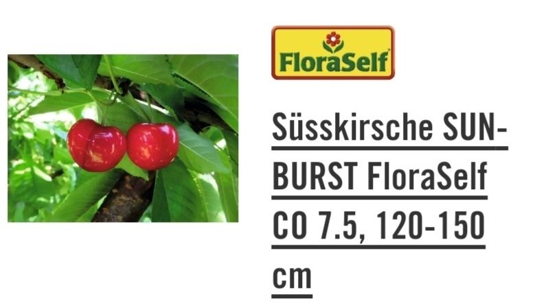 Plantes & graines: Kirschbaum (Süsskirsche) – D'occasion à Thayngen par Misanthrop01 5