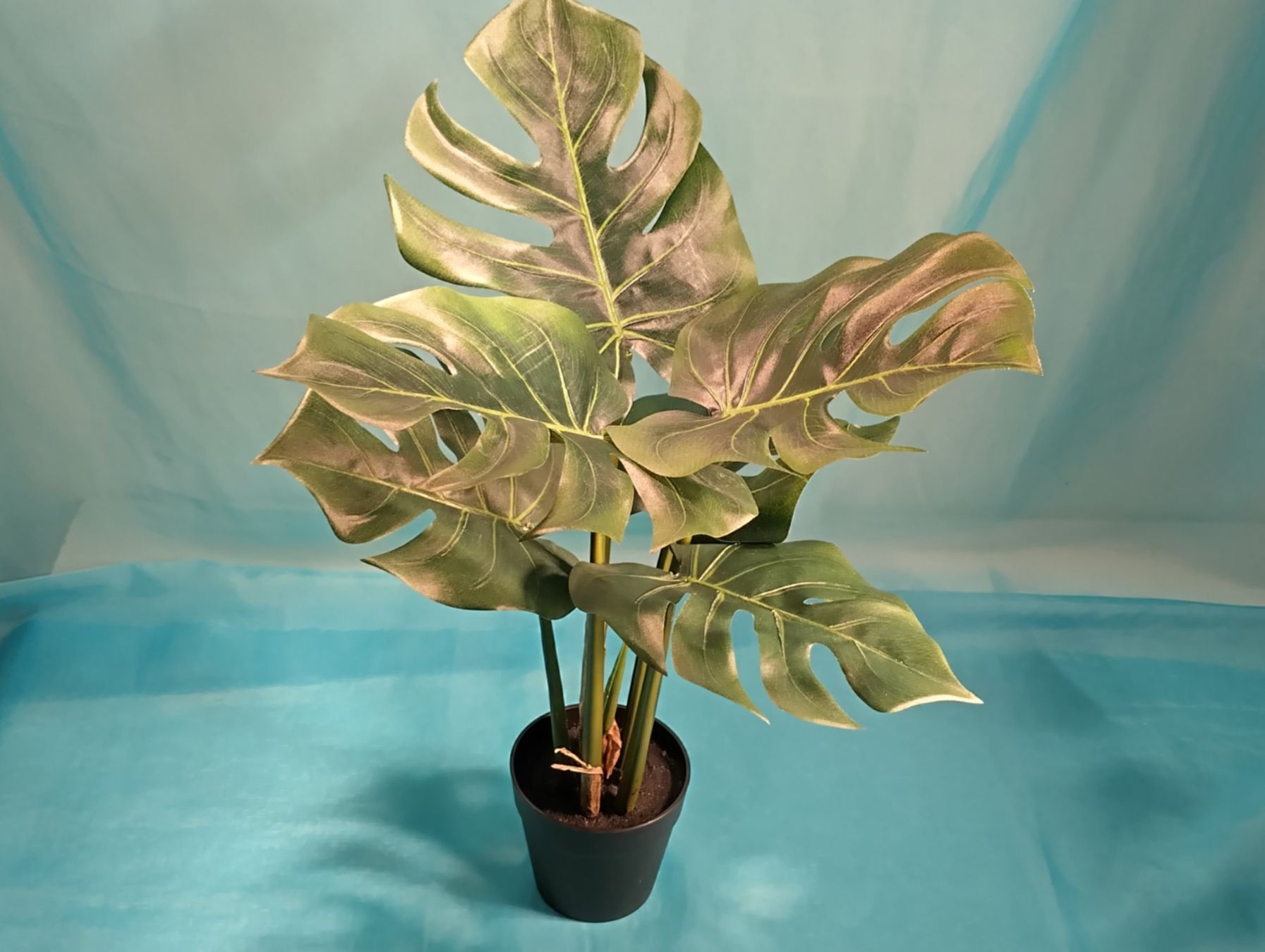 Piante & sementi: Zimmerpflanze, Monstera, im Topf – Nuovo (secondo la descrizione) da Bellach venduto da JingleCherry 1