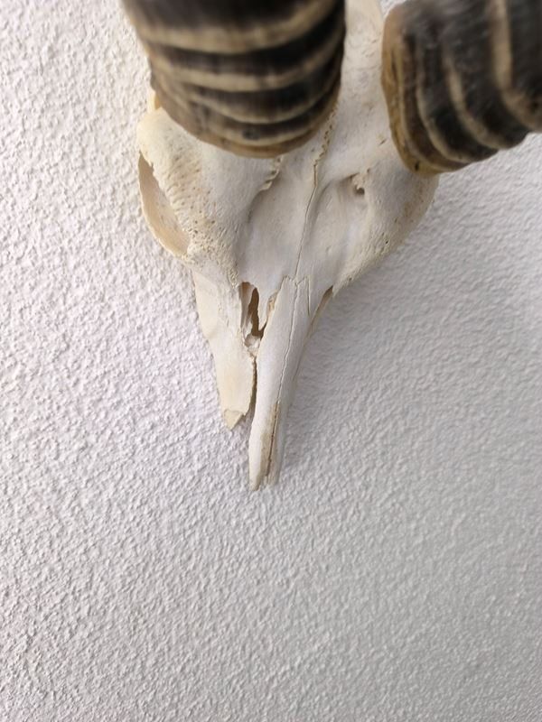 Figuren: Impala Antilope – Gebraucht aus Rüti ZH von Restwert_Rueti_ZH 2