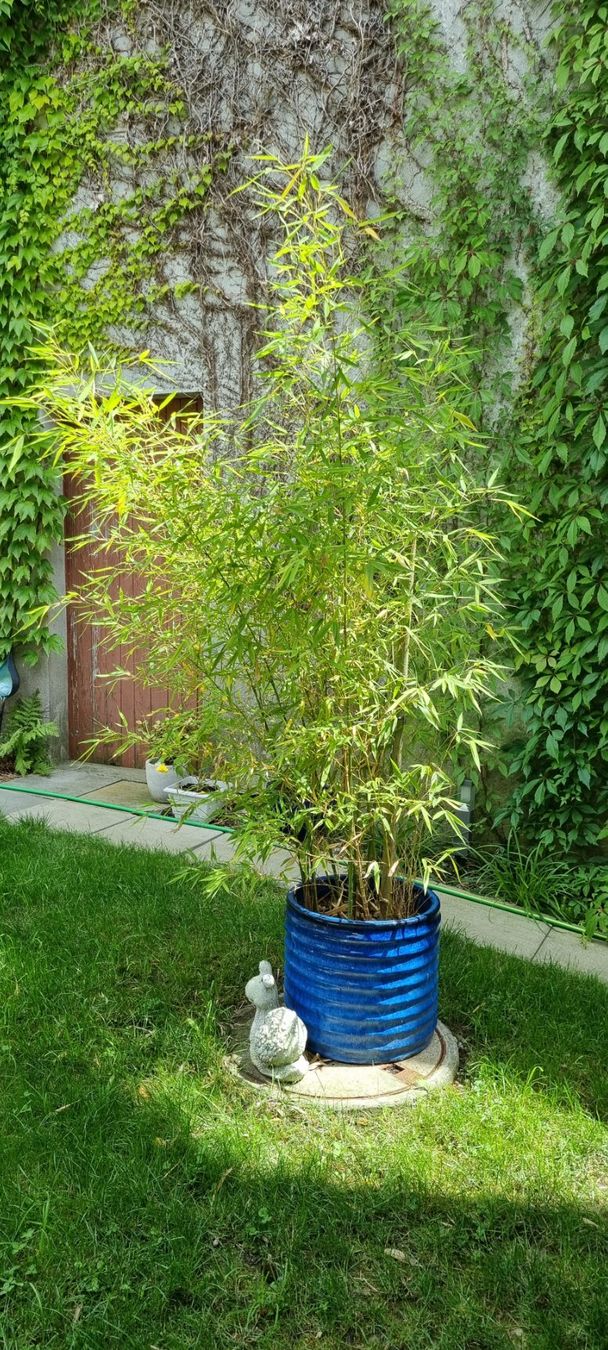 Grosser Bambus - ideal fr Terrasse/Garten (Gebraucht) in egliswil fr CHF  47  nur Abholung auf Ricardo kaufen