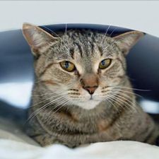 Profile image of Gattini68