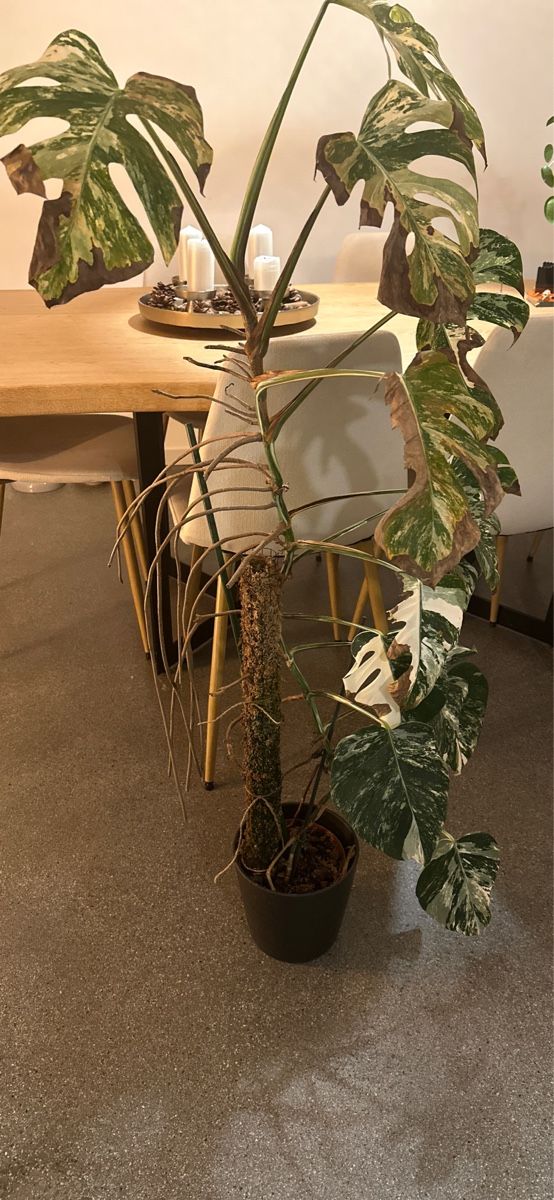 Piante & sementi: Monstera Variegata plante rare – Nuovo (secondo la descrizione) da Le Mont-sur-Lausanne venduto da dreambryan