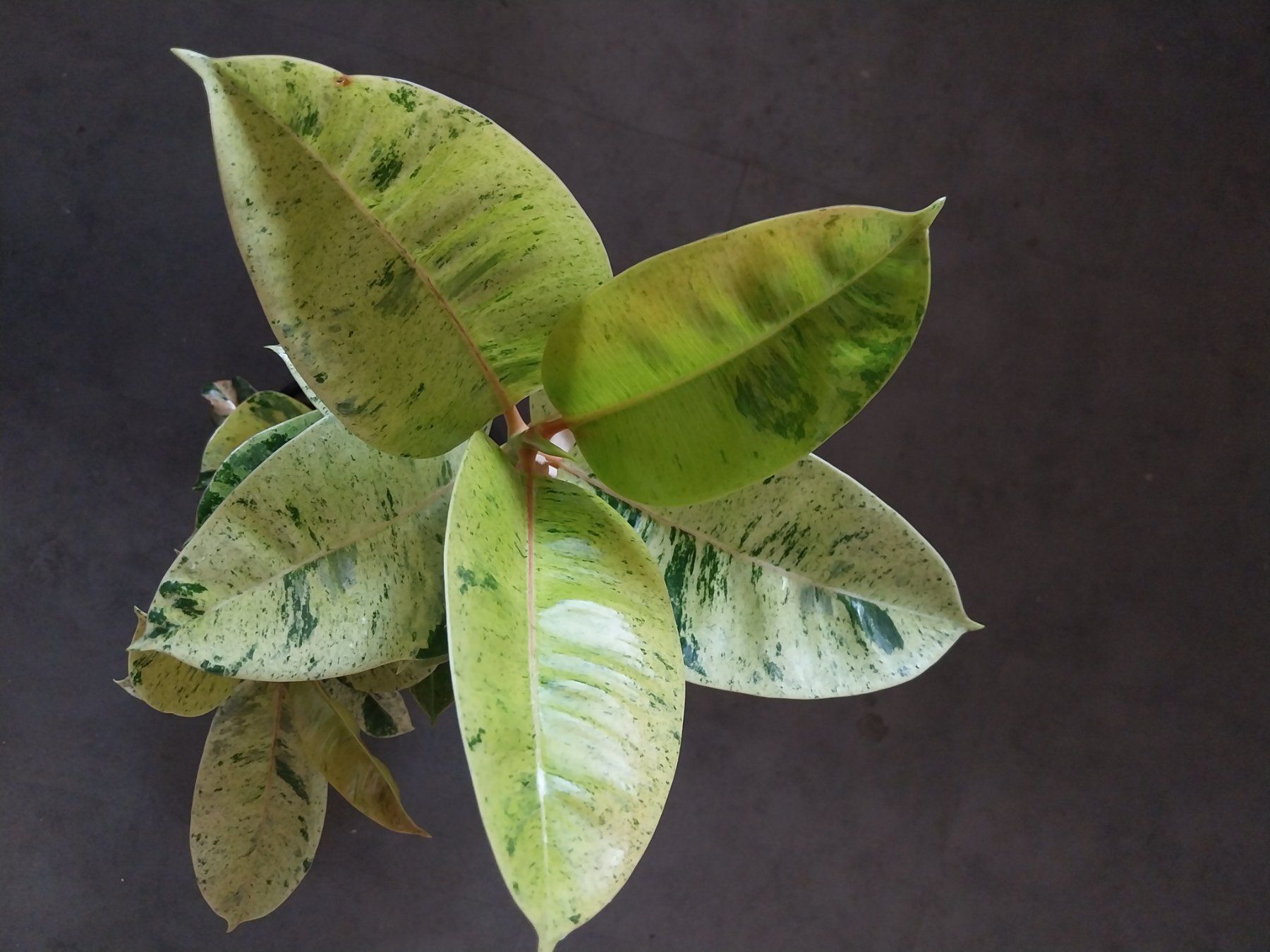 Piante & sementi: Ficus elastica 'Shivereana Moonshine' Kopfsteckling – Usato da Schwaderloch venduto da bademeister79 1