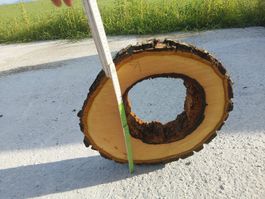 Nussbaum Holzscheibe Nr. 1 Dekoration 