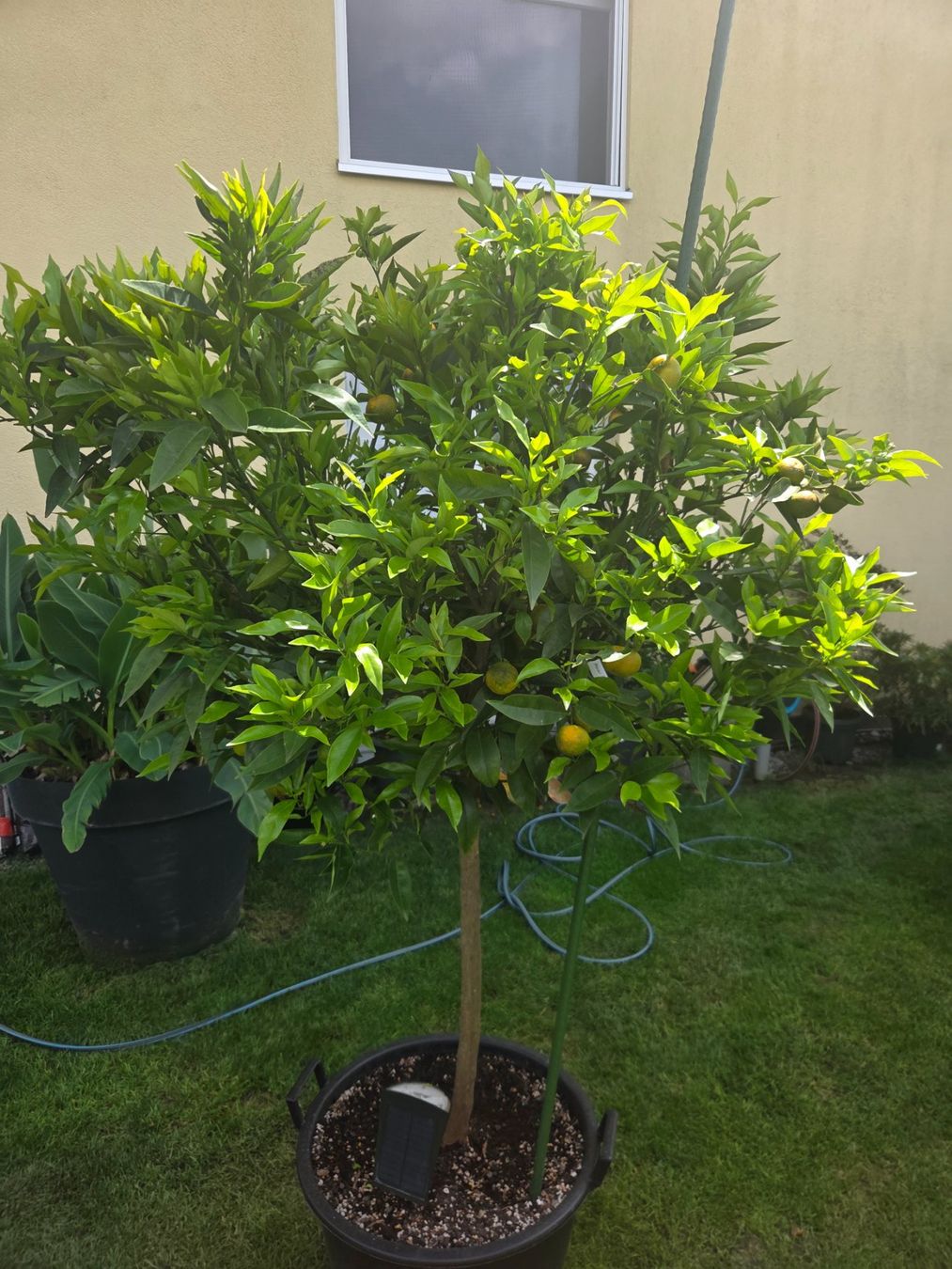 Piante & sementi: zitrus clementine baum 1m80 – Usato da Unterlunkhofen venduto da tomnova 5