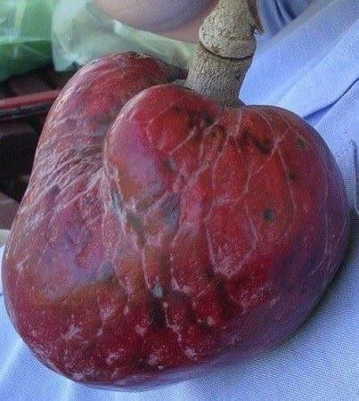 Piante & sementi: Annona Reticulata FRUIT TRES RARE 5g – Nuovo (secondo la descrizione) da Bremblens venduto da FIBONACCI369 3
