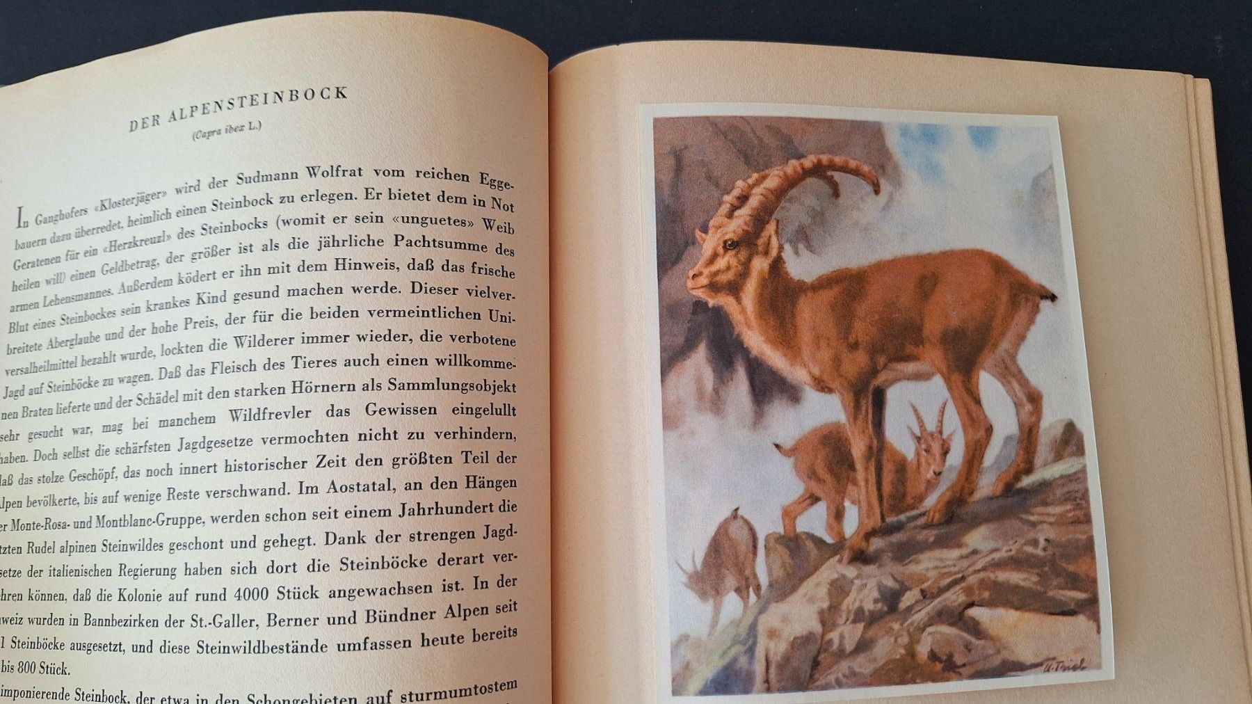 Libri: Tiere aus aller Welt,  Silva Buch – Usato da Zürich venduto da t24_de 3