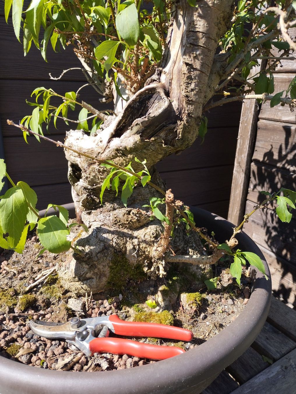 Piante & sementi: Bonsai Rohling Forsythie – Usato da Oberwil BL venduto da suaku 2