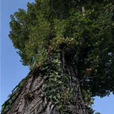 Profile image of Medved_D