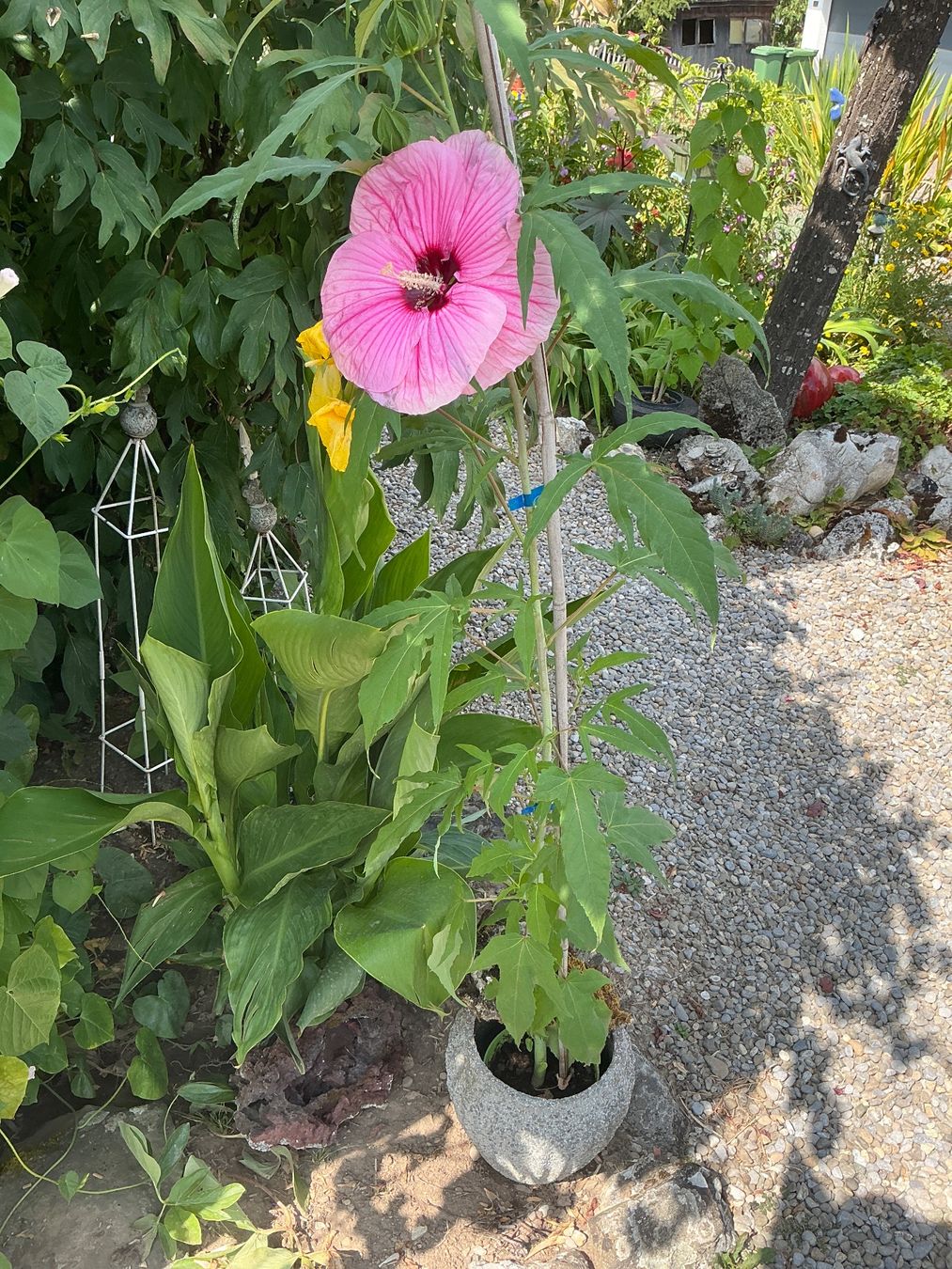 Plantes & graines: Hibiskus moscheutos winterhart – Neuf avec emballage d'origine à seon par Agnom 2