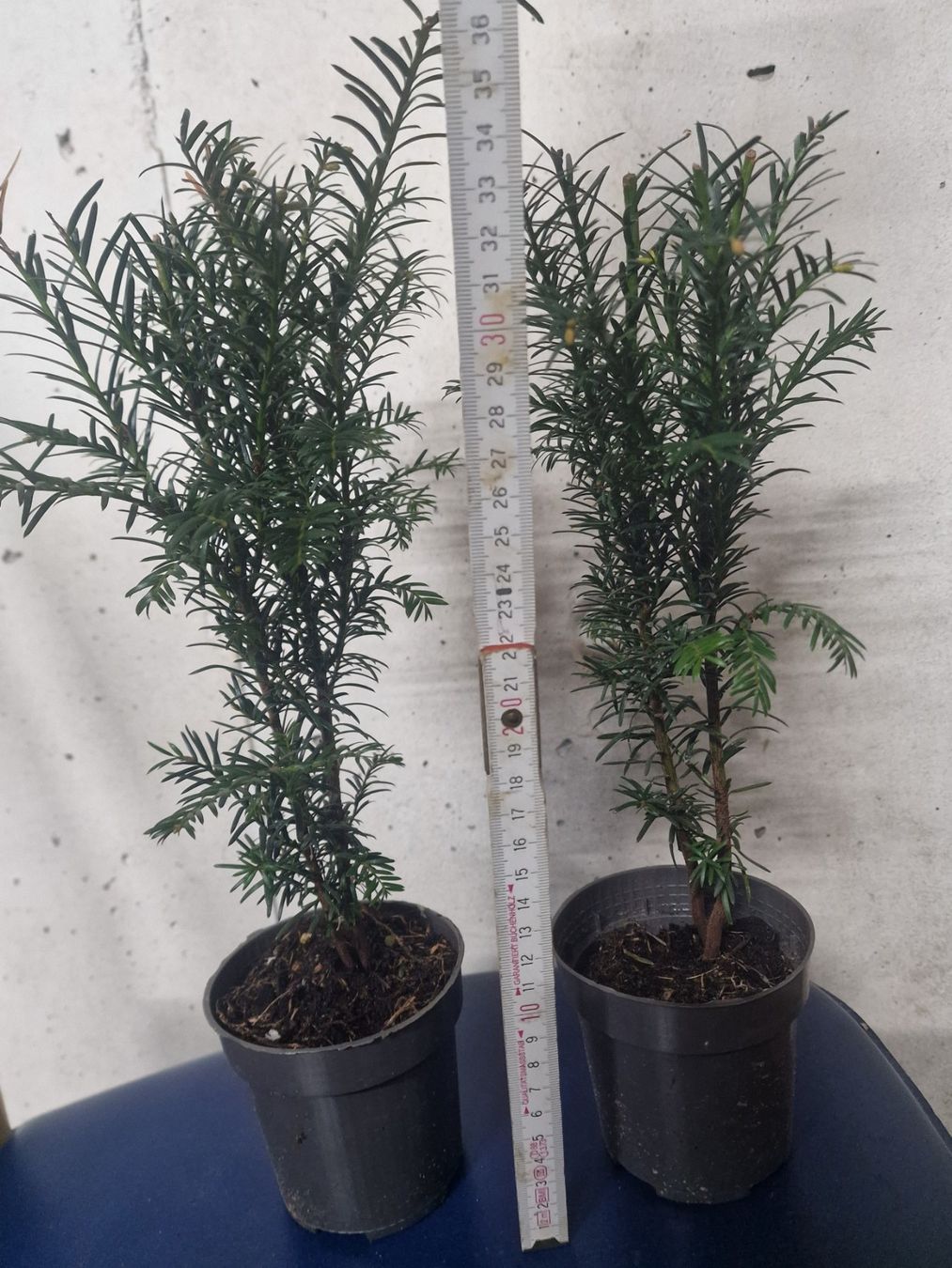 Pflanzen & Samen: Eibe Taxus baccata – Neu (gemäss Beschreibung) aus Uerkheim von Justi.y 5