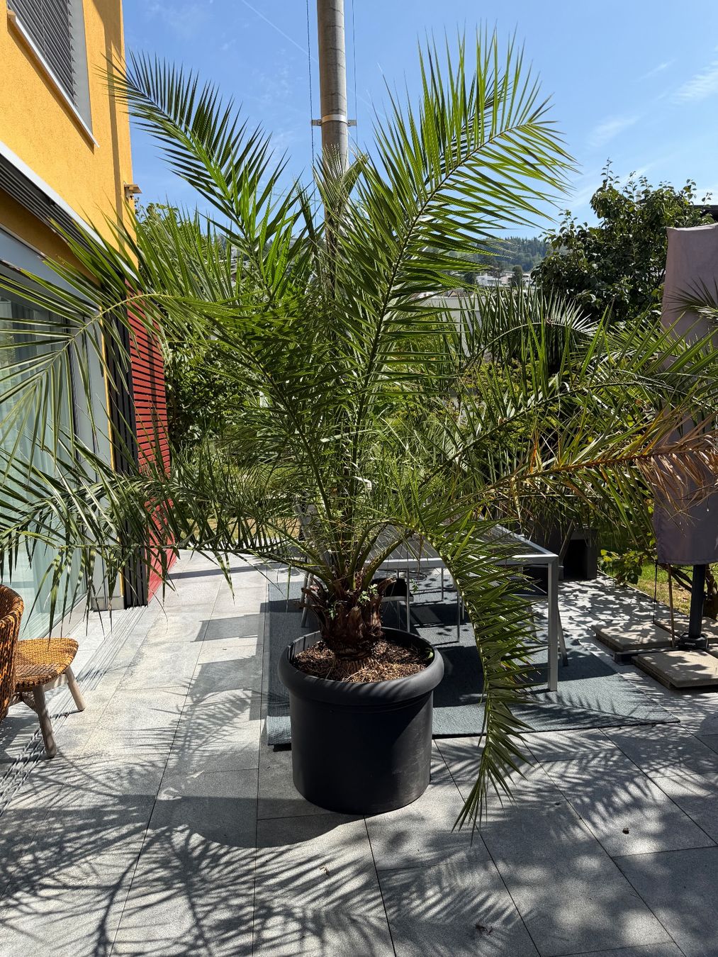 Piante & sementi: Palme – Usato da Zug venduto da brucor