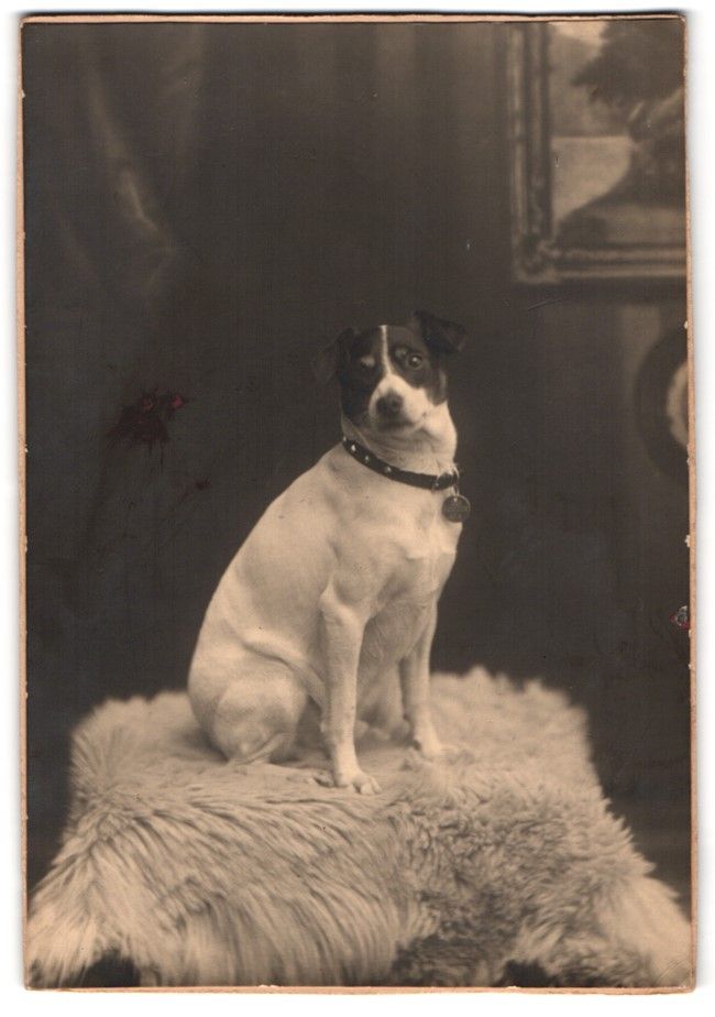 Fotografie & Manifesti: Fotografie Terrier Lumpi auf einem Fell  – Usato da Berlin venduto da bartko-reher