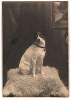 Fotografie Terrier Lumpi auf einem Fell 