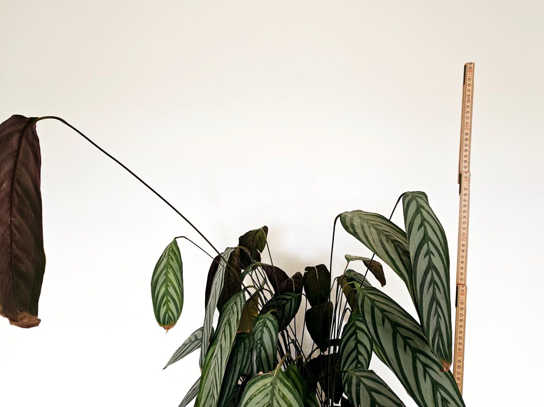 Piante & sementi: Calathea – Usato da Zürich venduto da carmine04 1