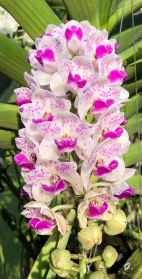 Piante & sementi: Rhynchostylis coelestis 'Chan Kra' Orchidee – Usato da Untervaz venduto da Lyraia 5