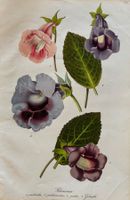 Lithographie, Botanik, Gloxinia