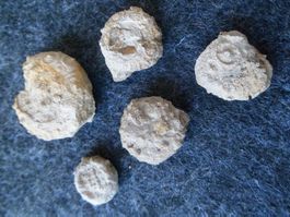 Fossil Seeigel Schweiz