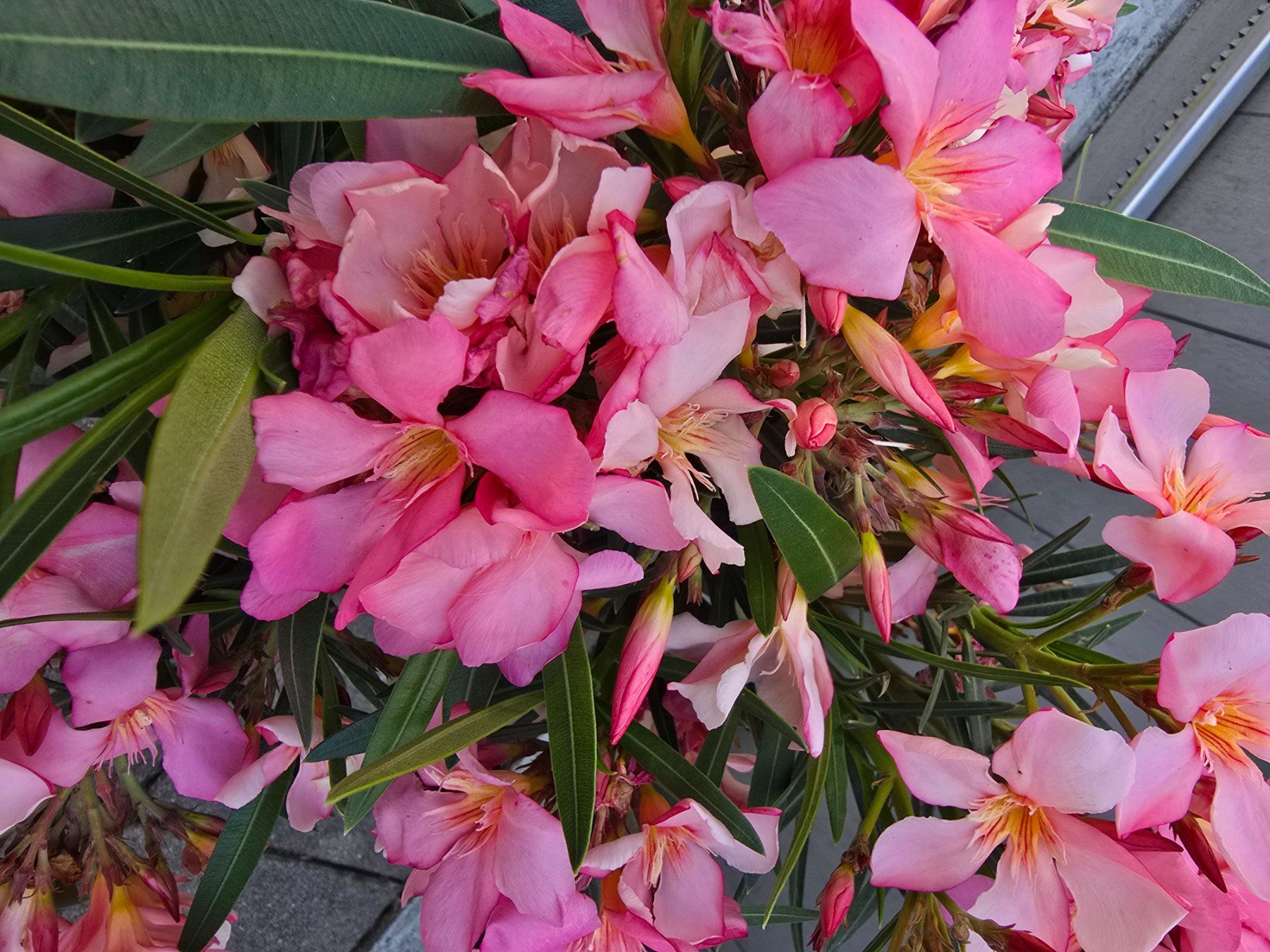 Piante & sementi: Kleiner Oleander – Nuovo (secondo la descrizione) da Aarburg venduto da popkorn65 6