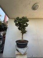 🍁 Acer palmatum 'Shishigashira' – Solitär mit Charakter