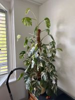 Monstera ganze Pflanze wunderschön 🤩