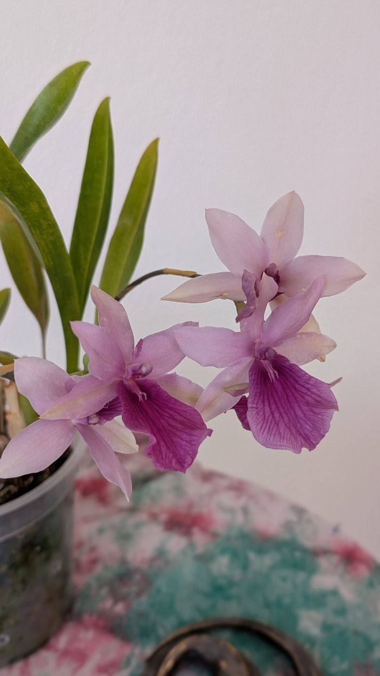 Piante & sementi: Miltonia 'Honolulu Dark Lip' Orchidee – Usato da Untervaz venduto da Lyraia 8