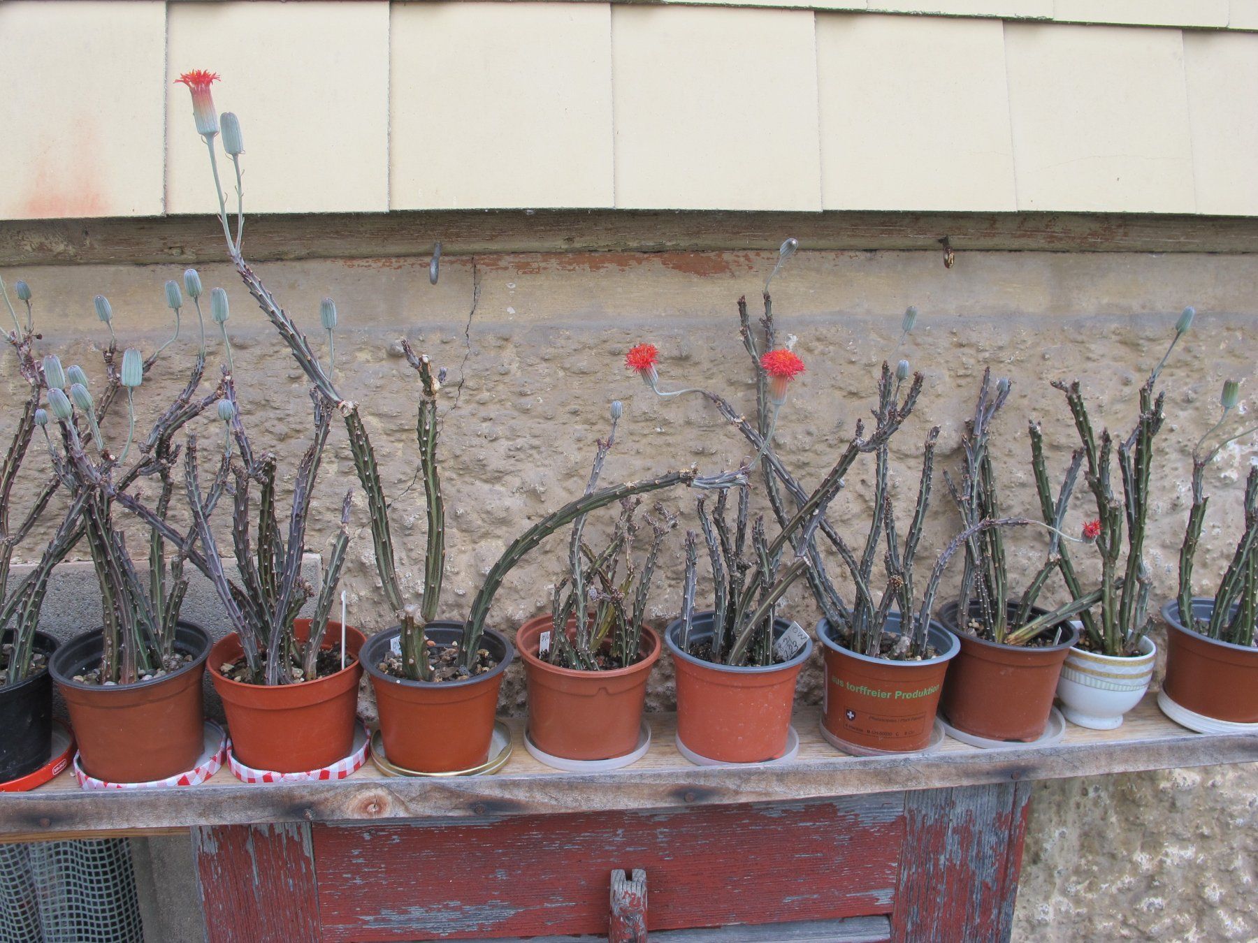 Piante & sementi: Sukkulent   Senecio stapeliiformis – Usato da Emmenbrücke venduto da Tacitus0 2