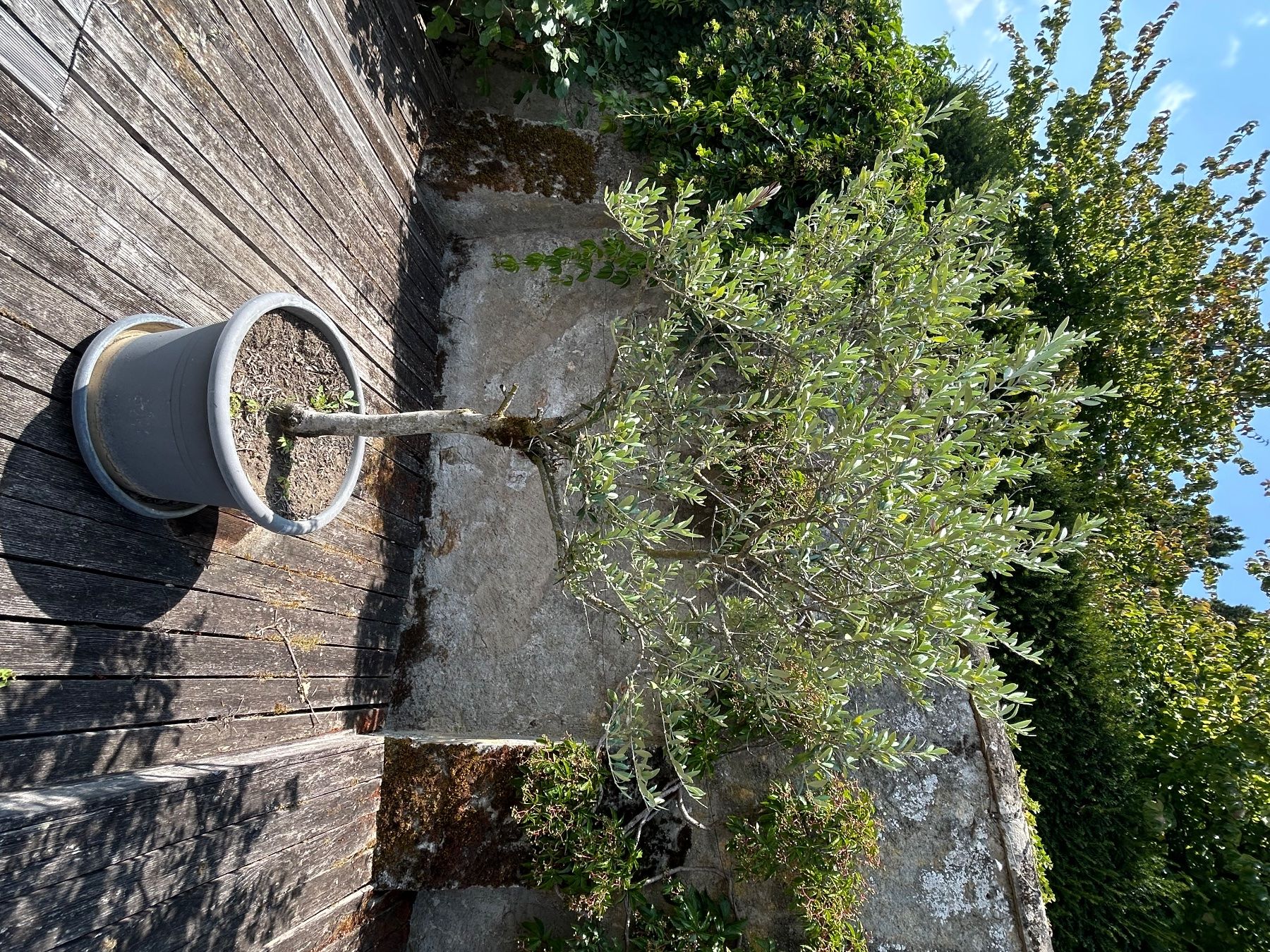 Piante & sementi: Olivenbaum 230 cm – Usato da Meyriez venduto da PearlBlack2