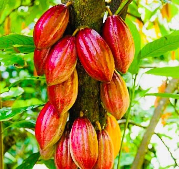 Piante & sementi: Ab 5.- fr THEOBROMA CACAO 2 Echte Kakaobohnen – Nuovo e nell'imballaggio originale da Rovio venduto da POSITIFFARTandPLANTS 3