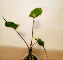 Alocasia Stingray Variegata