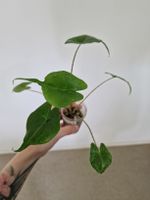 Alocasia Stingray