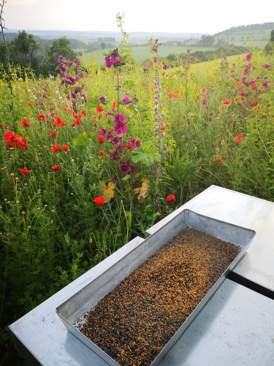 Cibi & Specialità: Bienenpollen 1kg – Nuovo e nell'imballaggio originale da Boll venduto da phi_g2nv