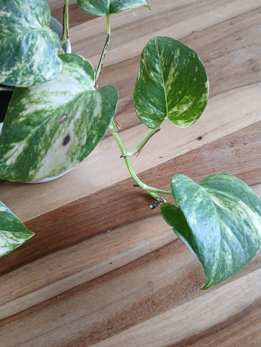 Pflanzen & Samen: Pothos plant Epipremnum Aureum brown pot good condition – Gebraucht aus Dübendorf von LoRi-2026 2