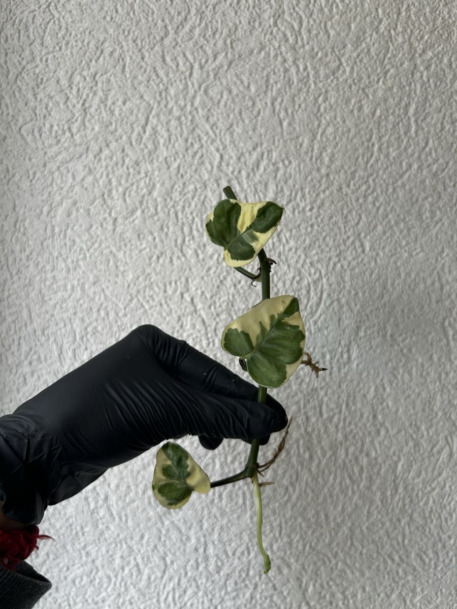 Plantes & graines: Boutures Pothos N’joy – D'occasion à Develier par mel_qd2m 4