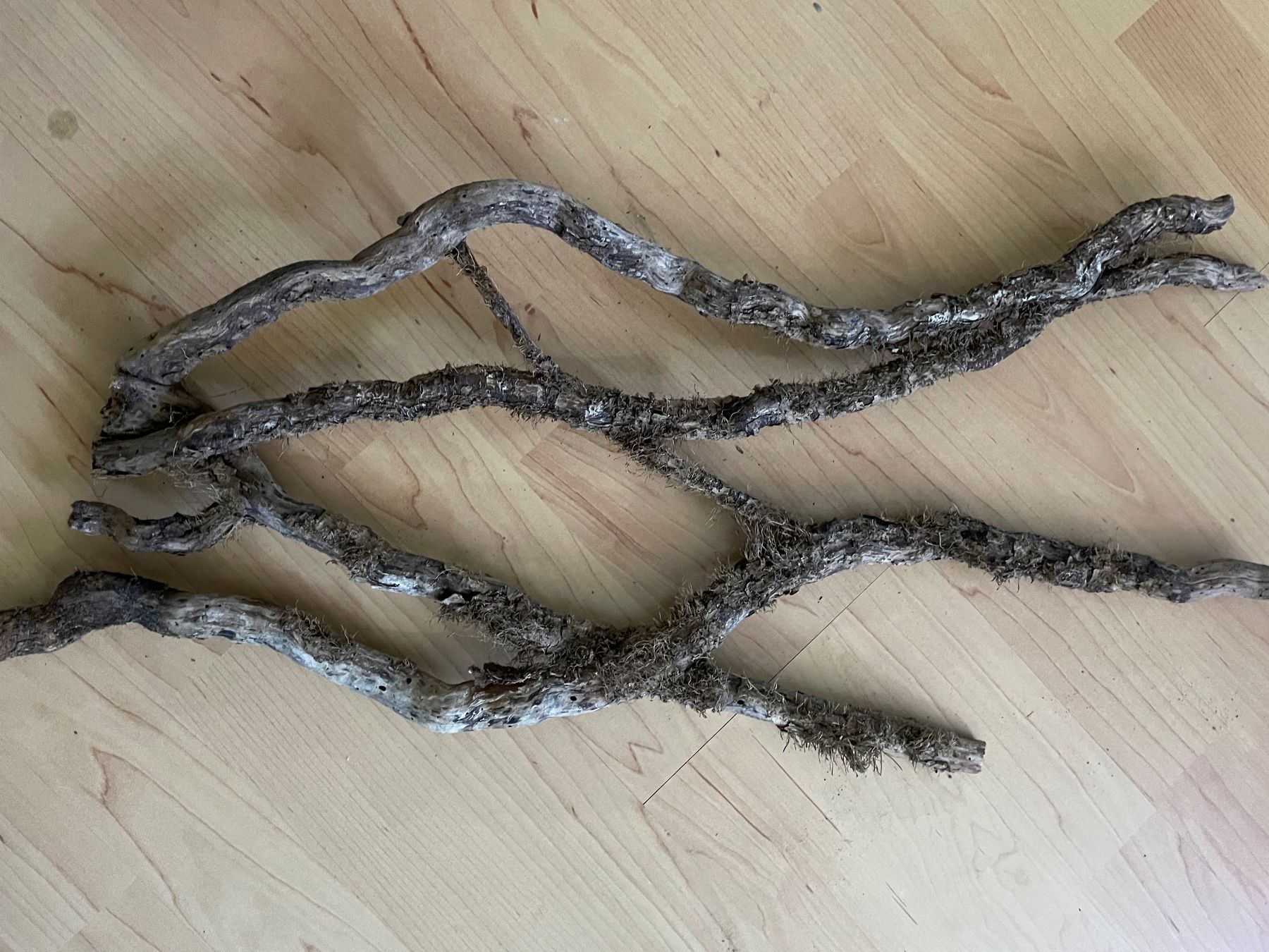 Tutte le decorazioni: Branches de tout types pour terrarium – Usato da Monthey venduto da rma_m72q 3