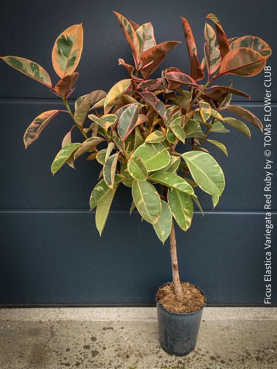 Ficus Elastica Variegata Red Ruby - 130cm Baum (Neu und ...