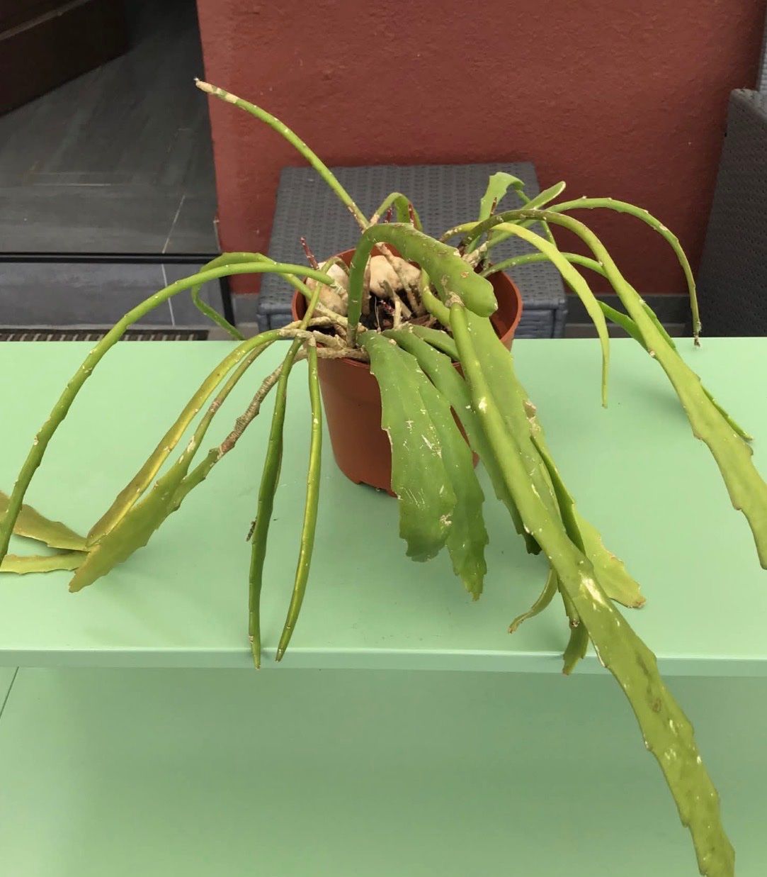 Piante & sementi: Epiphyllum Blattkaktus Epicactus – Usato da Stallikon venduto da k2d_lcg9 1