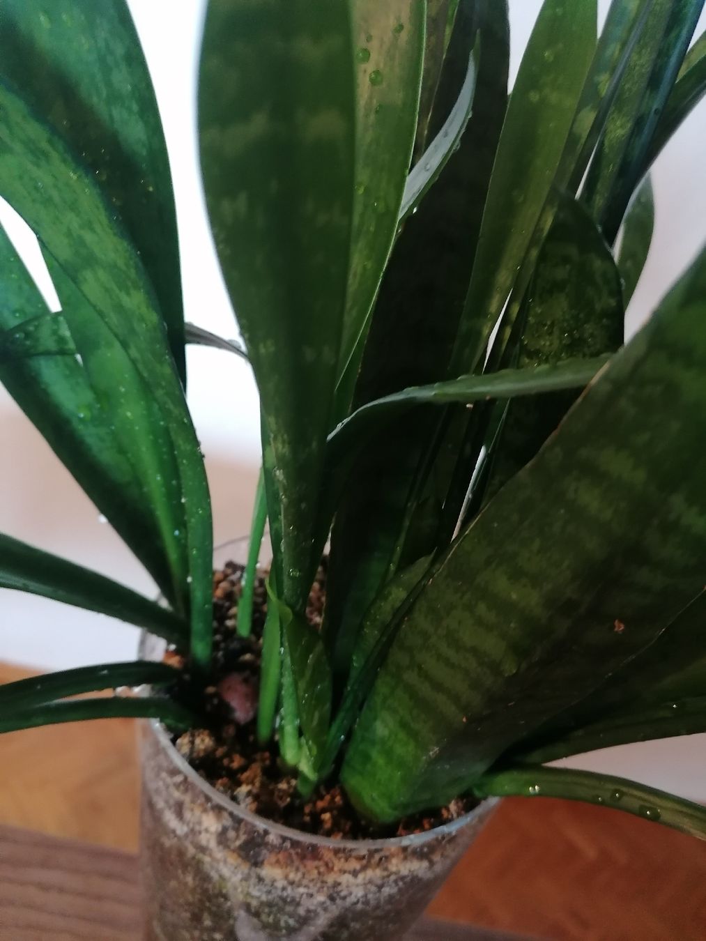 Piante & sementi: Grand Sansevieria - arrosage minimal – Usato da Le Mont-Pèlerin venduto da dundun1 4