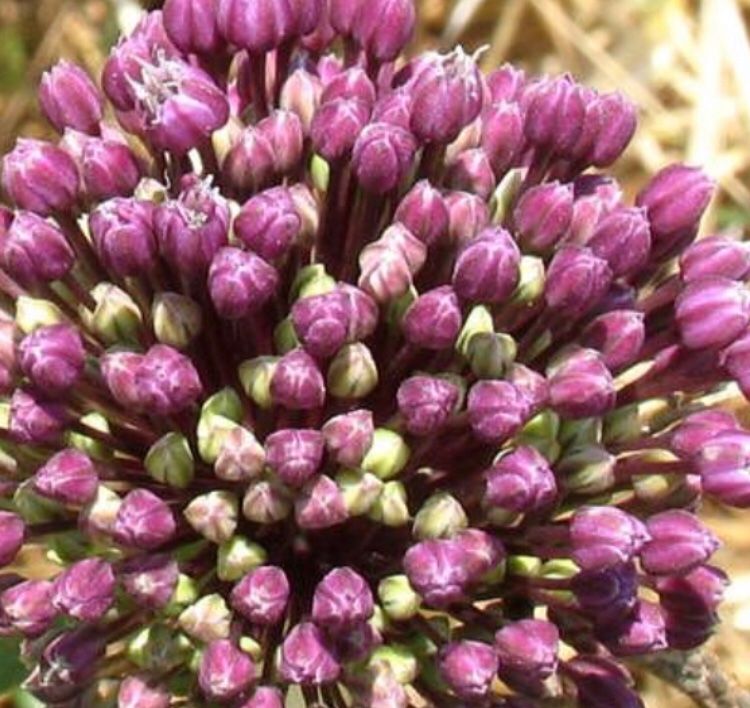 Ab 1.-fr 10 SAMEN „ALLIUM AMPELOPRASUM “ wild aus Apulien | Kaufen auf ...