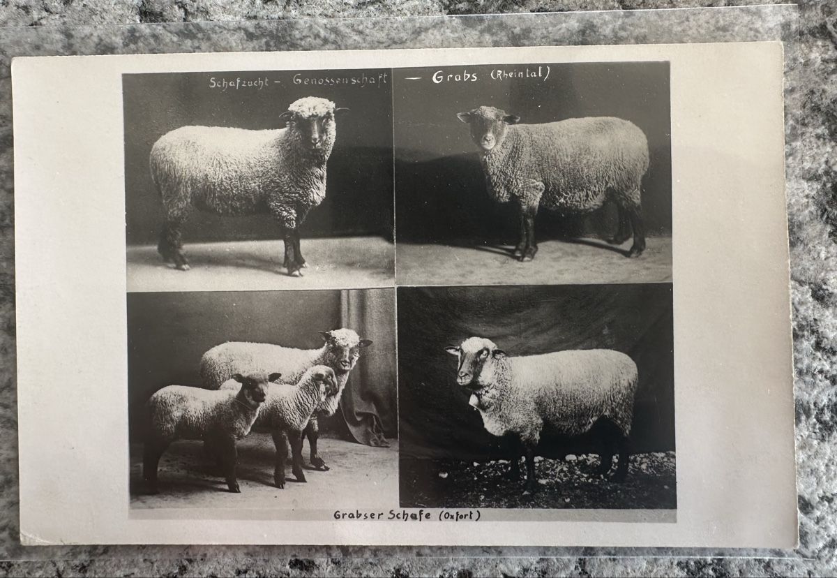 Cartoline postali: Schafzucht Grabs Grabser Schafe Oxfort – Usato da Wettingen venduto da Phibras