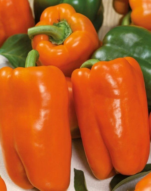 Piante & sementi: 20 Samen Orange "Paprika" Graines Poivron Orange – Nuovo e nell'imballaggio originale da Rovio venduto da POSITIFFARTandPLANTS