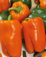 Ab 5.- fr 5 Samen Orange "Paprika" Graines Poivron Orange
