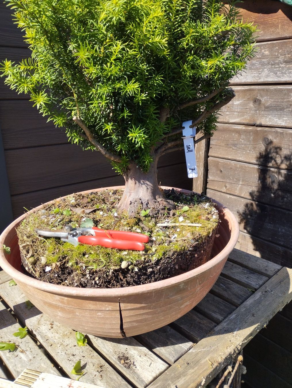 Piante & sementi: Bonsai Rohling Eibe – Usato da Oberwil BL venduto da suaku 1